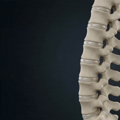 TrueFit Posture Corrector